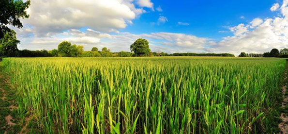 Crops in a field with white clouds in a blue sky